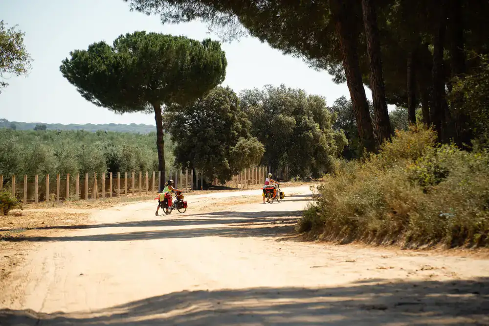Cyclists riding along a sunlit country road
