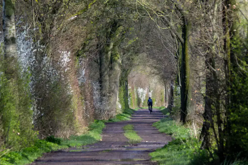 Cyclists riding along a sunlit dirt path lined with tall countryside trees